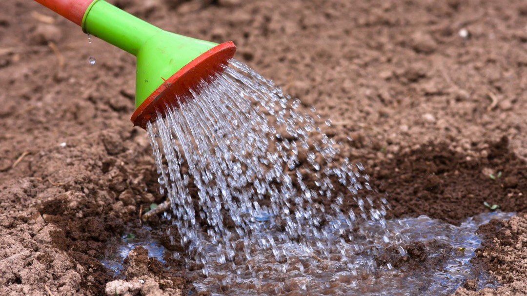Перед посадкой заливаю в каждую лунку около литра горячей воды — рассада попадает в прогретое гнездо, а не в холодную землю