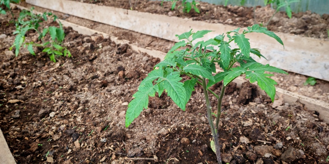 Переросшая рассада в холодную теплицу: впервые за 5 сезонов высадил раньше срока