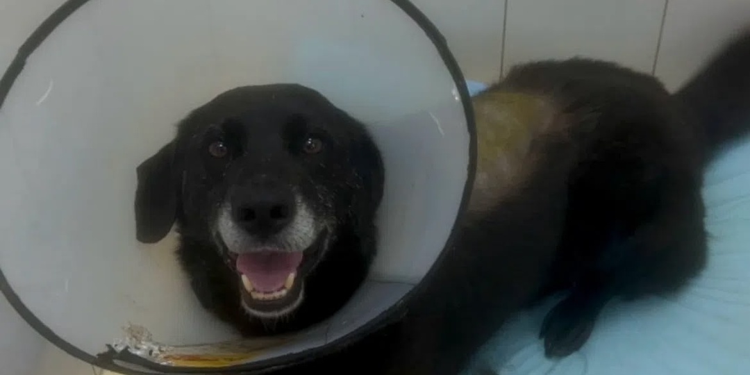 Спасем простого песика по кличке Карандаш! Вы с нами?