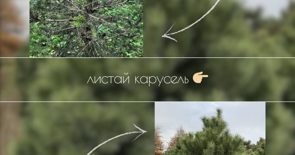 Сохраняйте — сделали для Вас удобную шпаргалку по уходу за хвойными