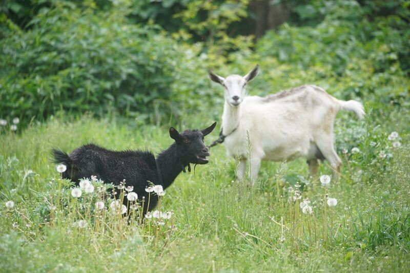     / Источник: © ИЗВЕСТИЯ/Эдуард Корниенко