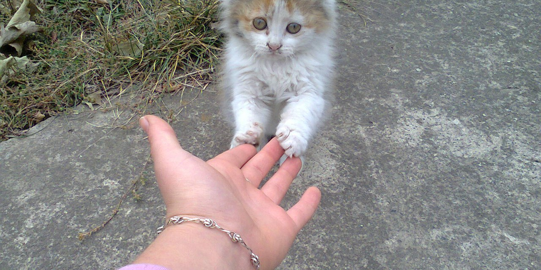 🐱 Как определить возраст кошки, если вы нашли её на улице и она не говорит «сколько мне лет»