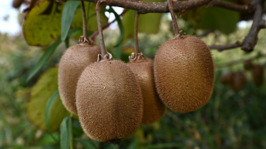    Фото: © РИА Новости/Артур Лебедев