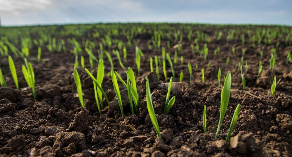 Аграрии Адыгеи приступили к севу яровых урожая 2026 года