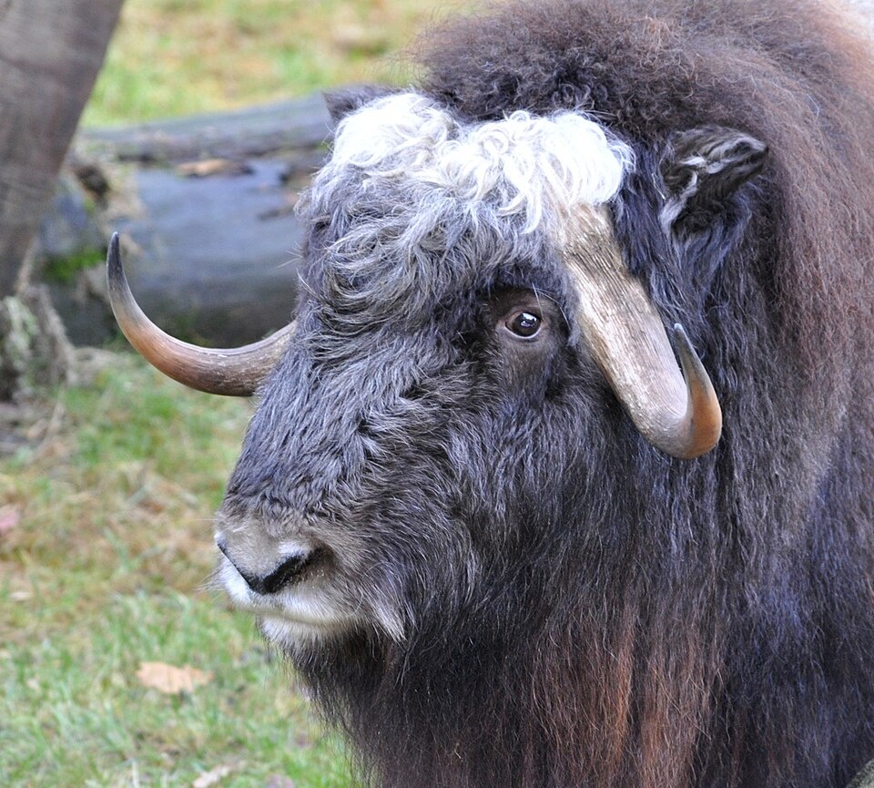 Овцебык в нацпарке в Германии_Quartl