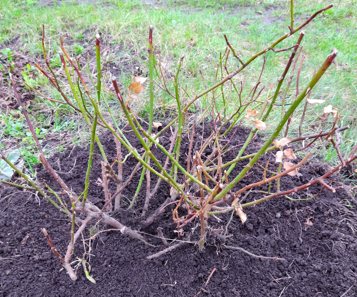 Роза Фрагецайхен. Ещё надо будет обрезать