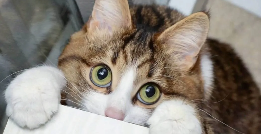 🐱Какие чувства и эмоции способны испытывать кошки (и почему это не то же самое, что у людей)