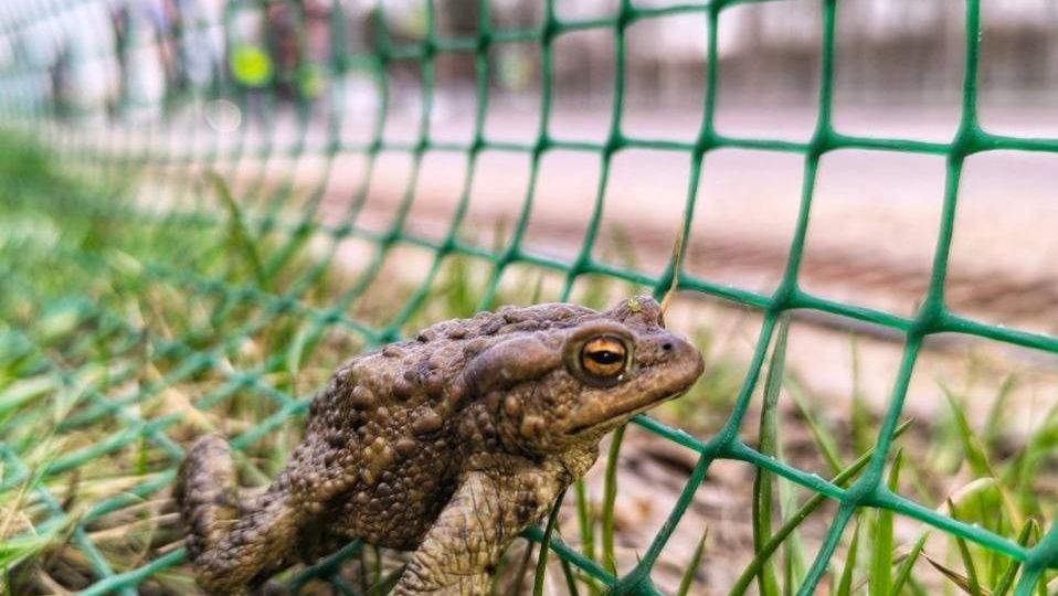 ДОРОГУ ОСИЛИТ НЕСУЩИЙ