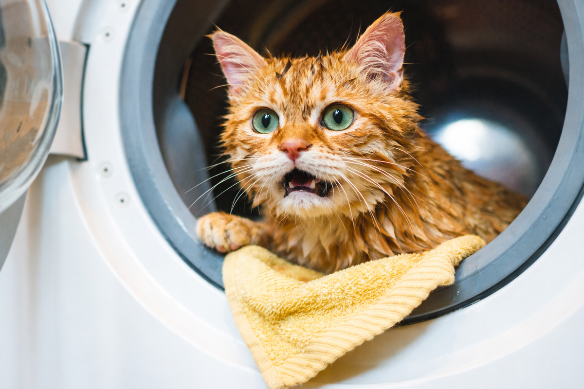 Может ли кошка выжить после стиральной машины