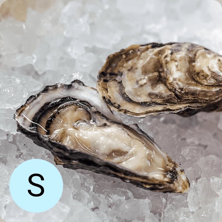 Устрица Розовая Джоли