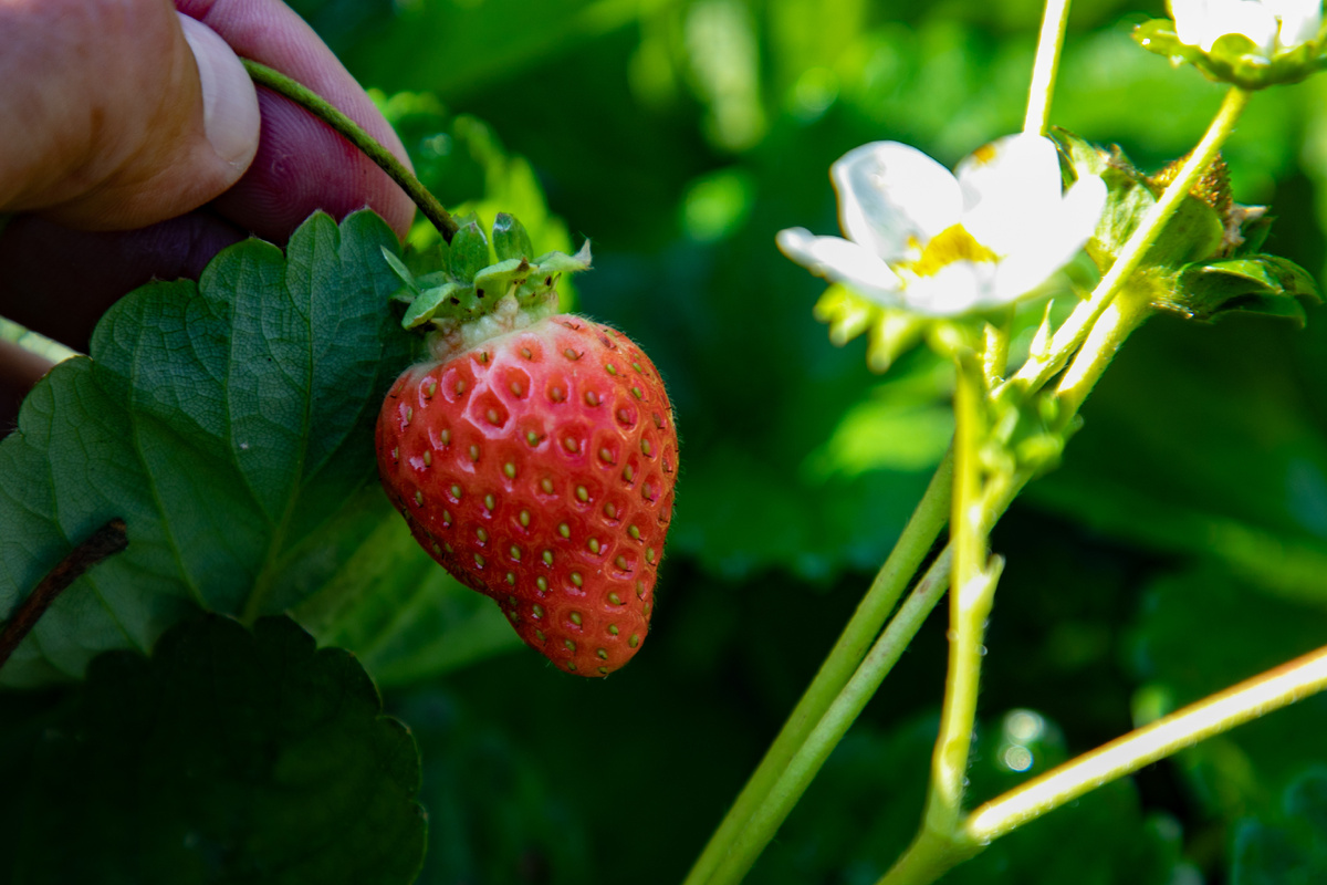 Чтобы получить обильный урожай, нужно не только своевременно поливать и правильно подкармливать ягодник, но и защищать от коварных вредителей
|| Фото Сергея КУЛИКОВА