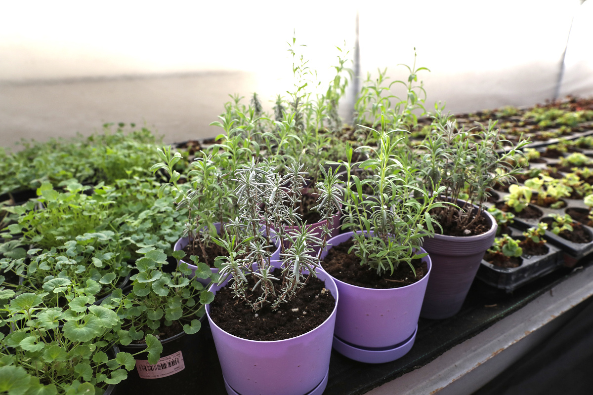 При переносе рассады цветочных культур в теплицу ранней весной важно организовать дополнительное укрытие
|| Фото Екатерины ХРИСТОЗОВОЙ