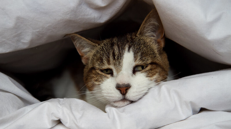 Скрытые признаки боли у кошек: как заметить до визита к врачу