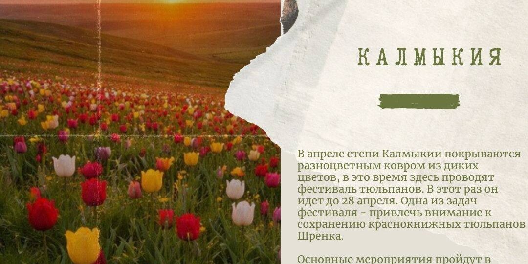 Самые красивые тюльпановые поля России (список