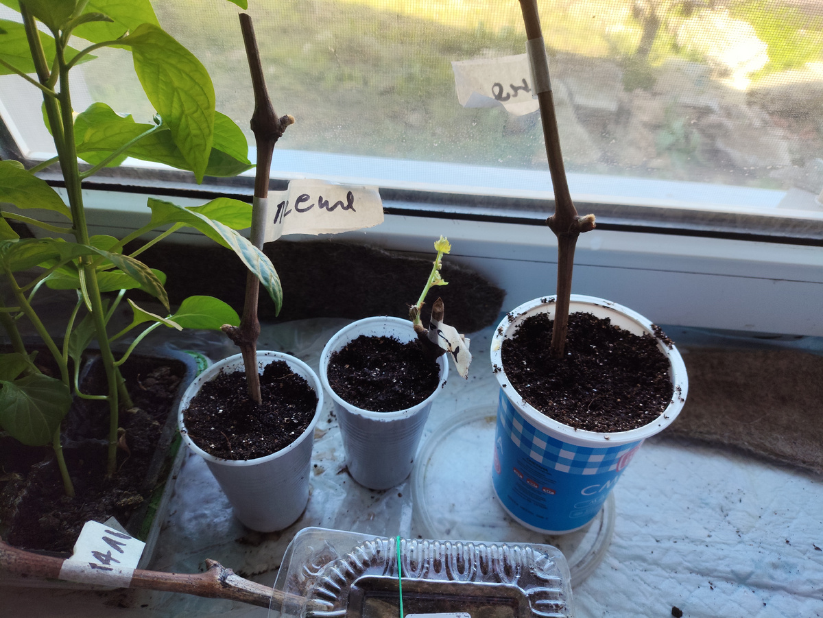 Три посадила