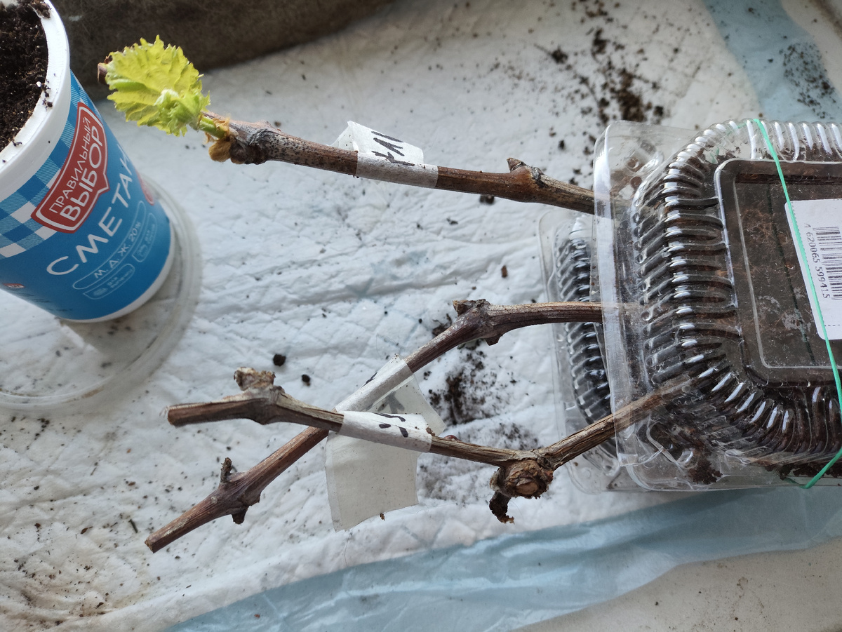 А эти ни в какую не желают корни пускать.