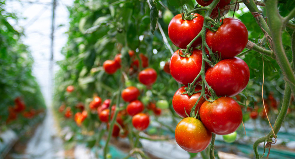 Почему при росте теплиц Россия не уходит от импортных томатов