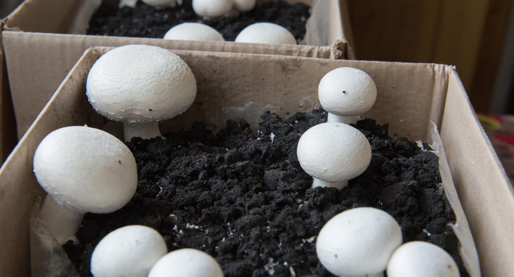 Рынок грибов в России растет быстрее ожиданий: что стоит за этим