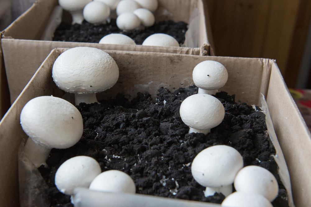 Фото: OlhaSemeniv / Freepik