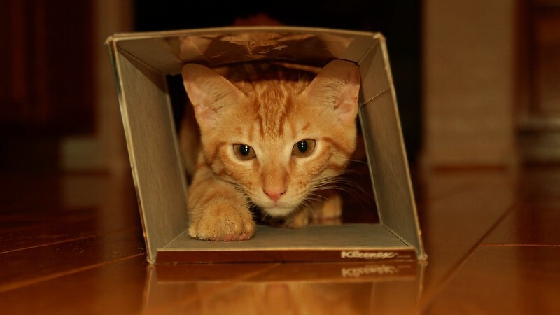 5 игр, которые заменят кошке охоту и спасут ваши шторы