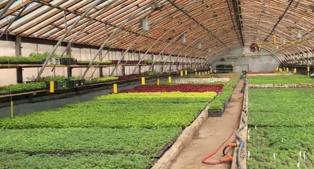 Питомник Нижнего Тагила начал продажу рассады овощей и цветов: сколько что стоит