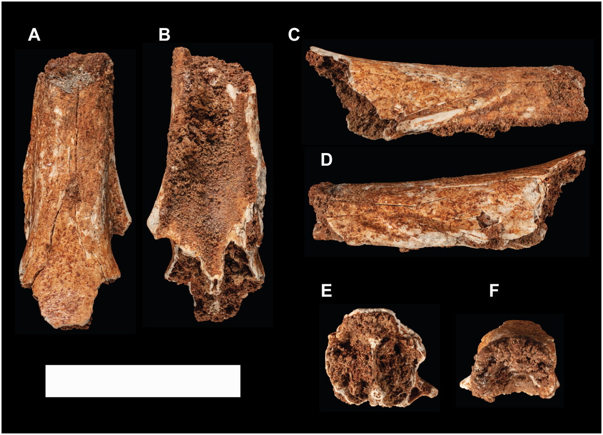 Обсуждаемый образец