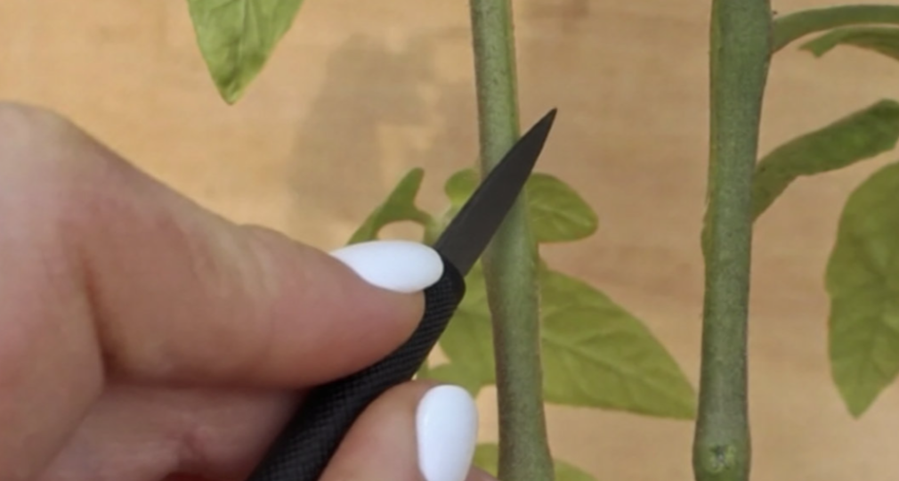 Лучший способ выращивания помидоров - двукорневая система