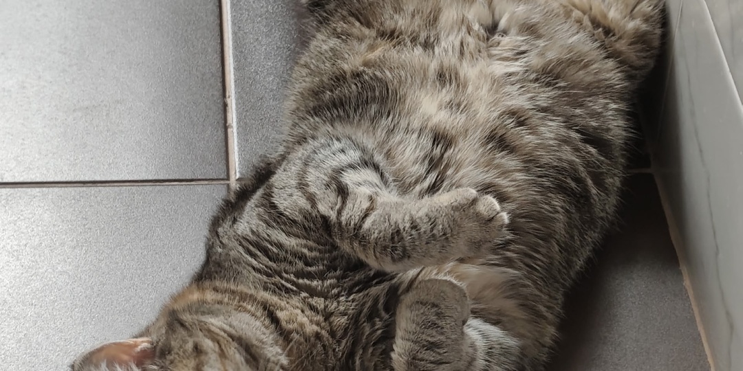 Кошка Христа ищет дом 🏠