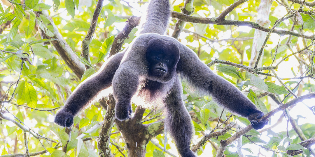 Паукообразные обезьяны: Их хвост стал полноценной третьей рукой. И это выглядит жутковато