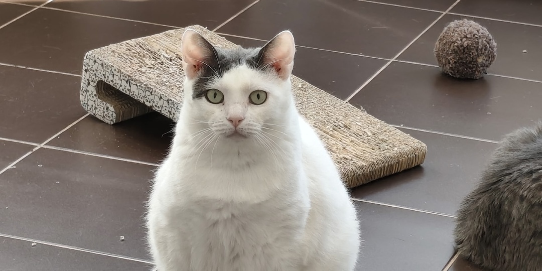 Добрых снов от котов 🐈🐈‍⬛🌚🌛