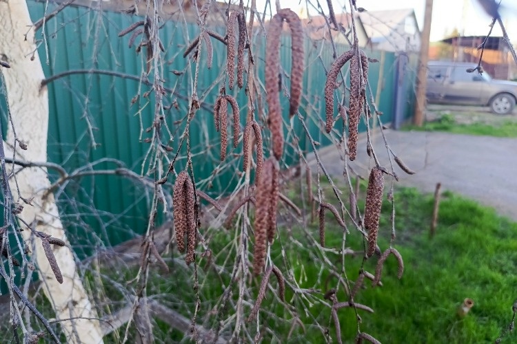 Погода в Балаково 18 апреля. Я люблю, когда шумят берёзы, Когда листья падают с берёз. Слушаю – и набегают слёзы На глаза, отвыкшие от слёз