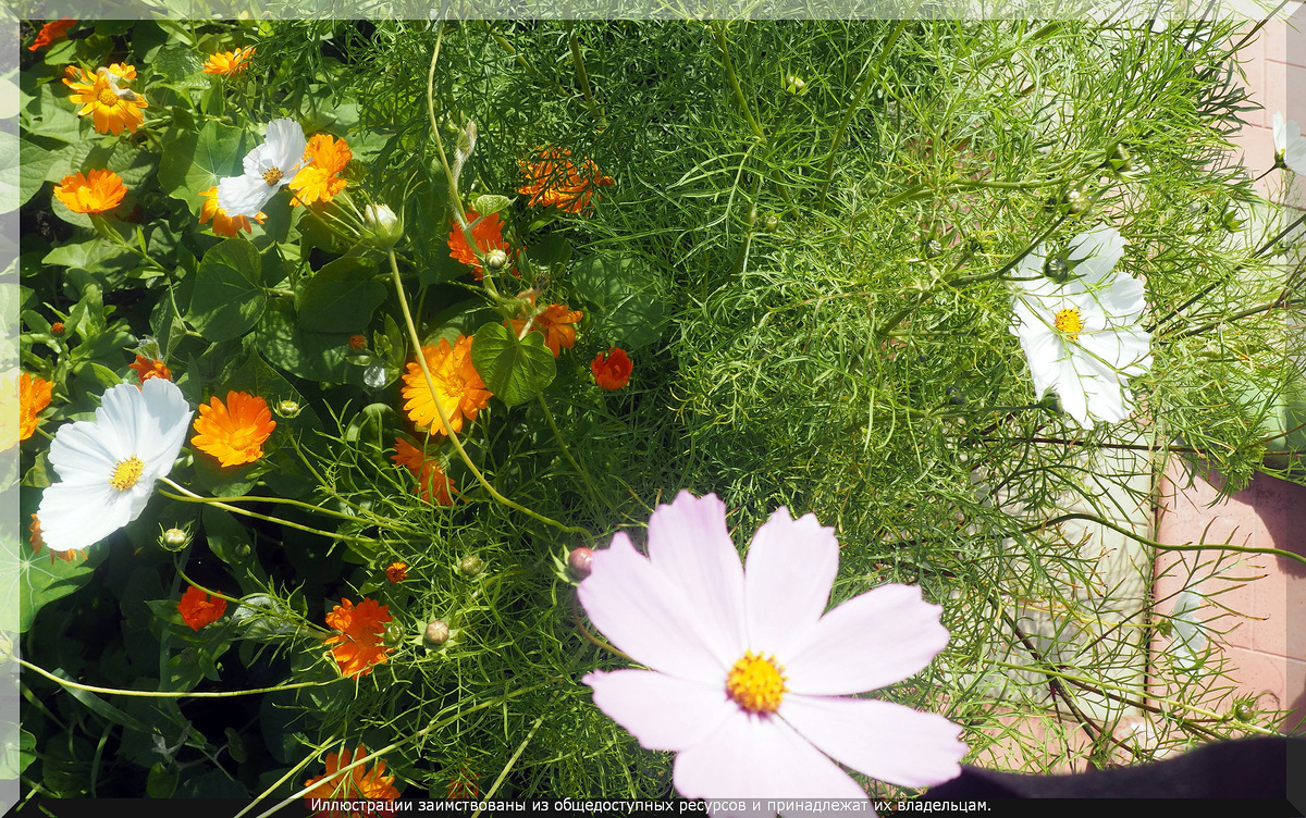 . Календула и космея