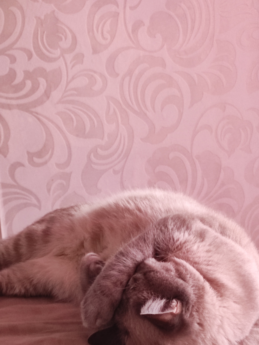 Спит моя красавица. Лапкой закрыла глаза 😺😀