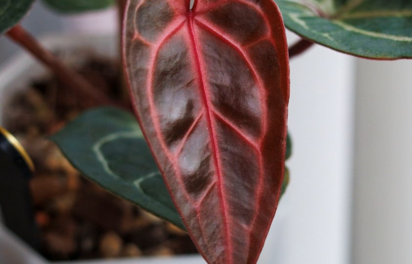 Red Crystallinum Tezula x self