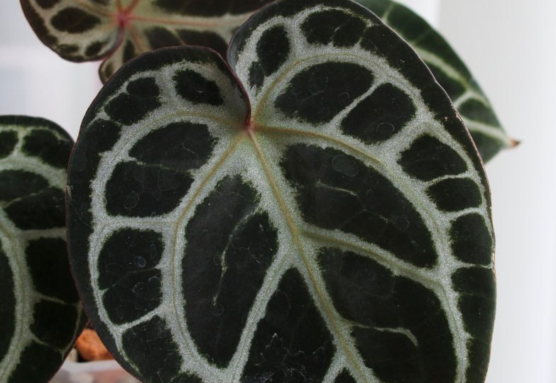 ⬆️Вообще с полосатыми мне тяжко, то корни сбросят, то листья зажелтят