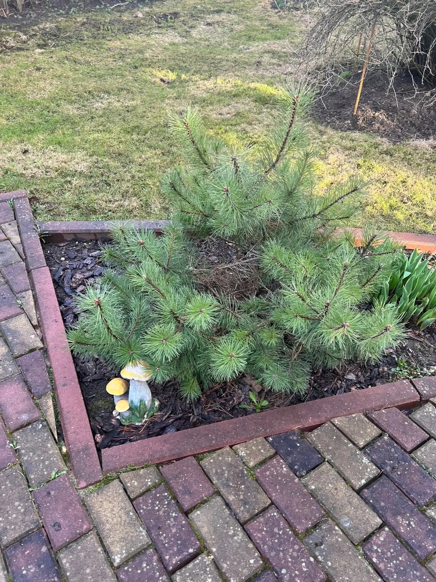 Травка начинает зеленеть