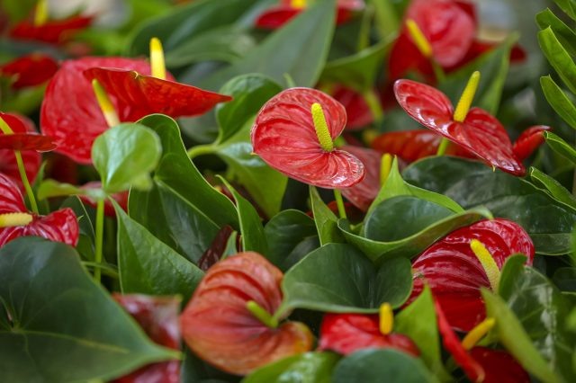 Почему у антуриума зеленеют или мельчают цветы: причины, которые легко упустить  📷
