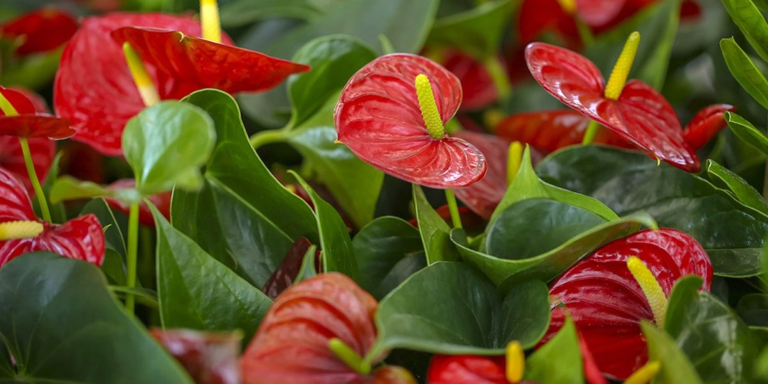 Почему у антуриума зеленеют или мельчают цветы: причины, которые легко упустить