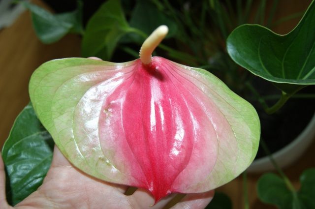 Покрывало антуриума потеряло яркий цвет и уходит в зелёный оттенок. Это типичная реакция на недостаток света или избыток азота: растение наращивает листву, а декоративность цветка снижается.  📷
