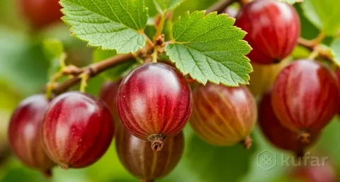 Картинка из интернета.