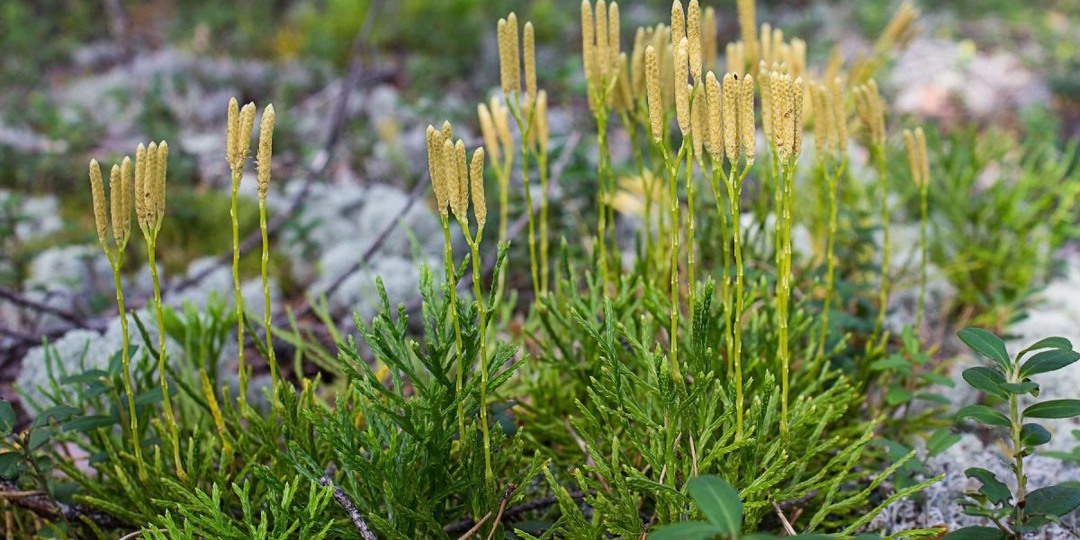 Почему вам стоит посадить плаун? Живое ископаемое в вашем саду