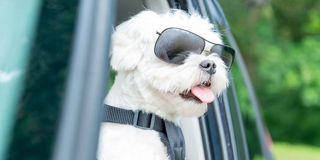 Ошейник или шлейка: что лучше для собаки