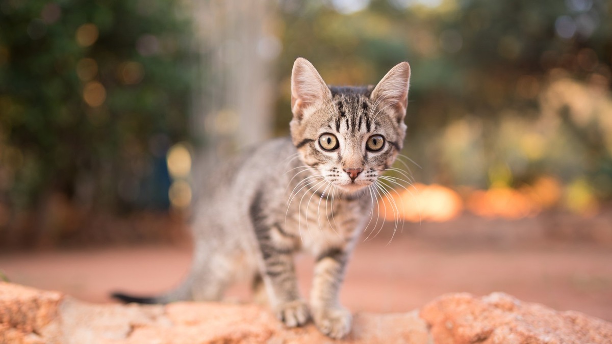    Фото несет иллюстративный характер