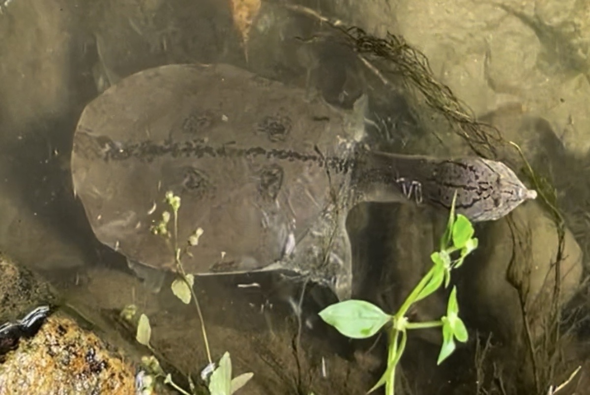 Малайская мягкотелая черепаха