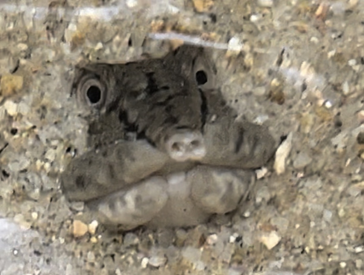 Маленький пришелец закопался в песок (еще фото -->)