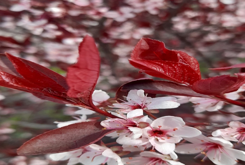 Какое растение я не люблю в Краснодаре