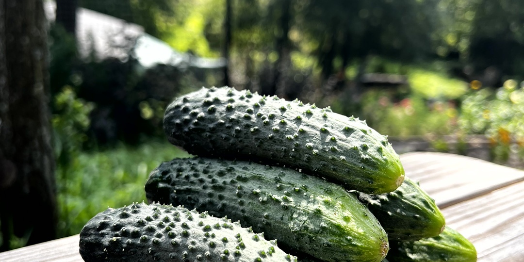 Как сажать огурцы на рассаду? Пошаговая инструкция