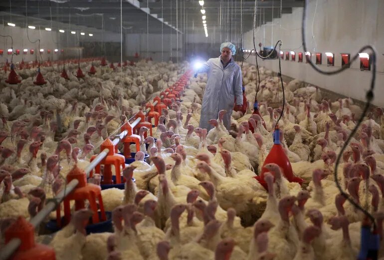 Выпуск мяса птицы в России сократился на 2,7 процента