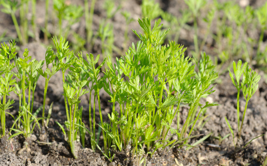 10 морозостойких овощей, которые сажают уже в апреле