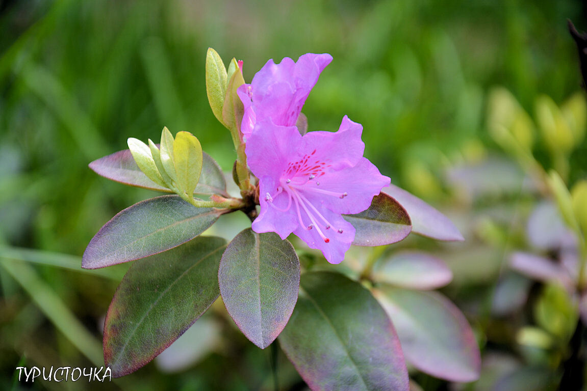 Рододендрон P.J.M. Elite